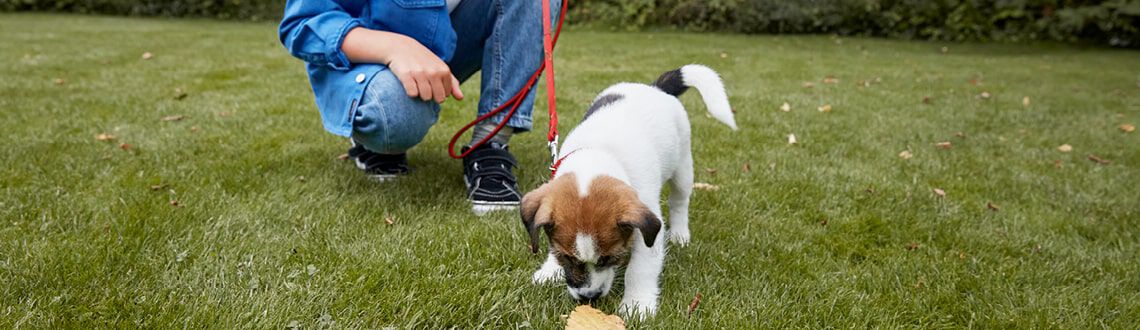 Hoe kies ik de juiste halsband en riem voor mijn puppy?